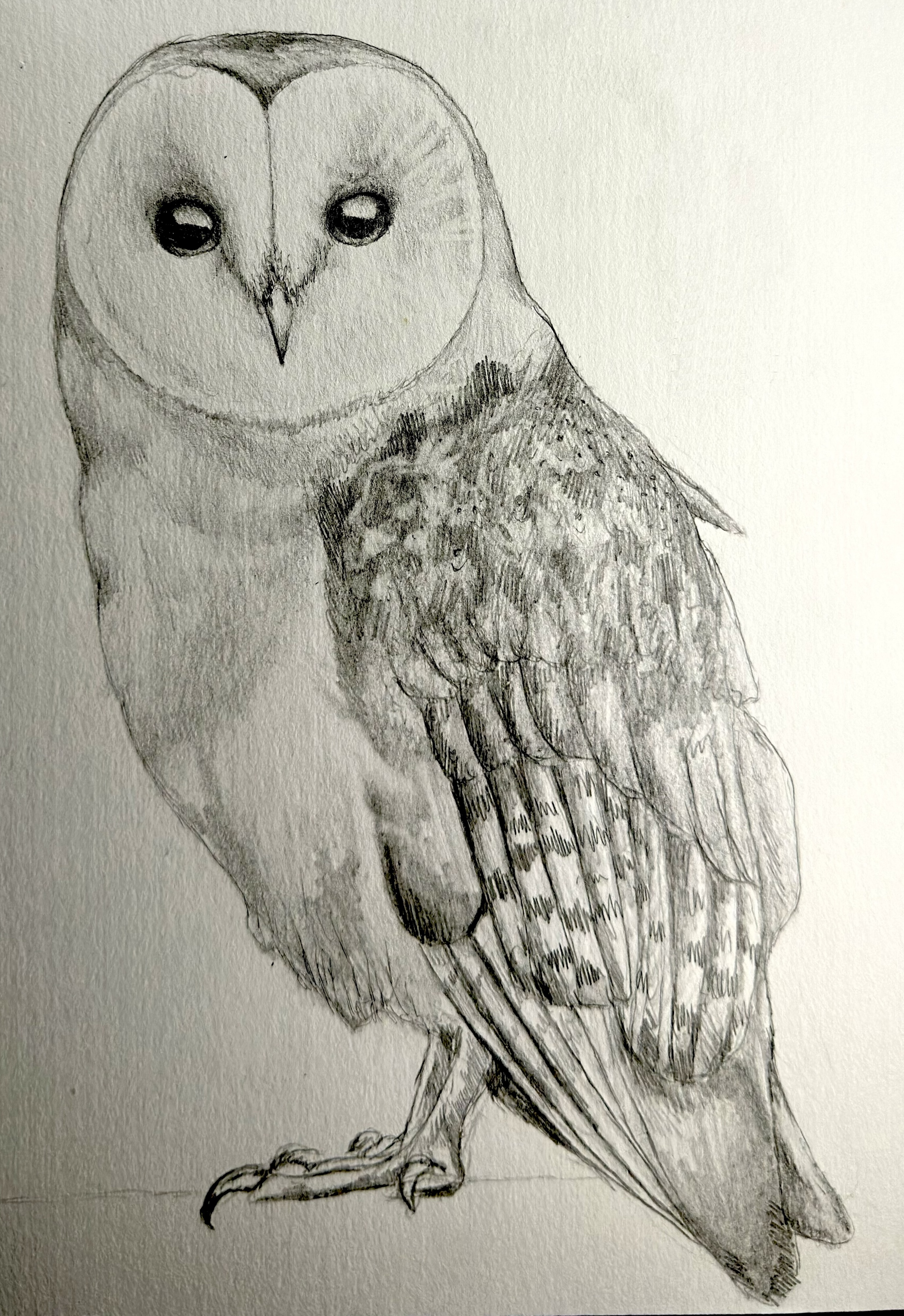 Barn Owl Study: a graphite drawing demonstrating close observation, layered feather texture, and careful rendering from a photo reference.