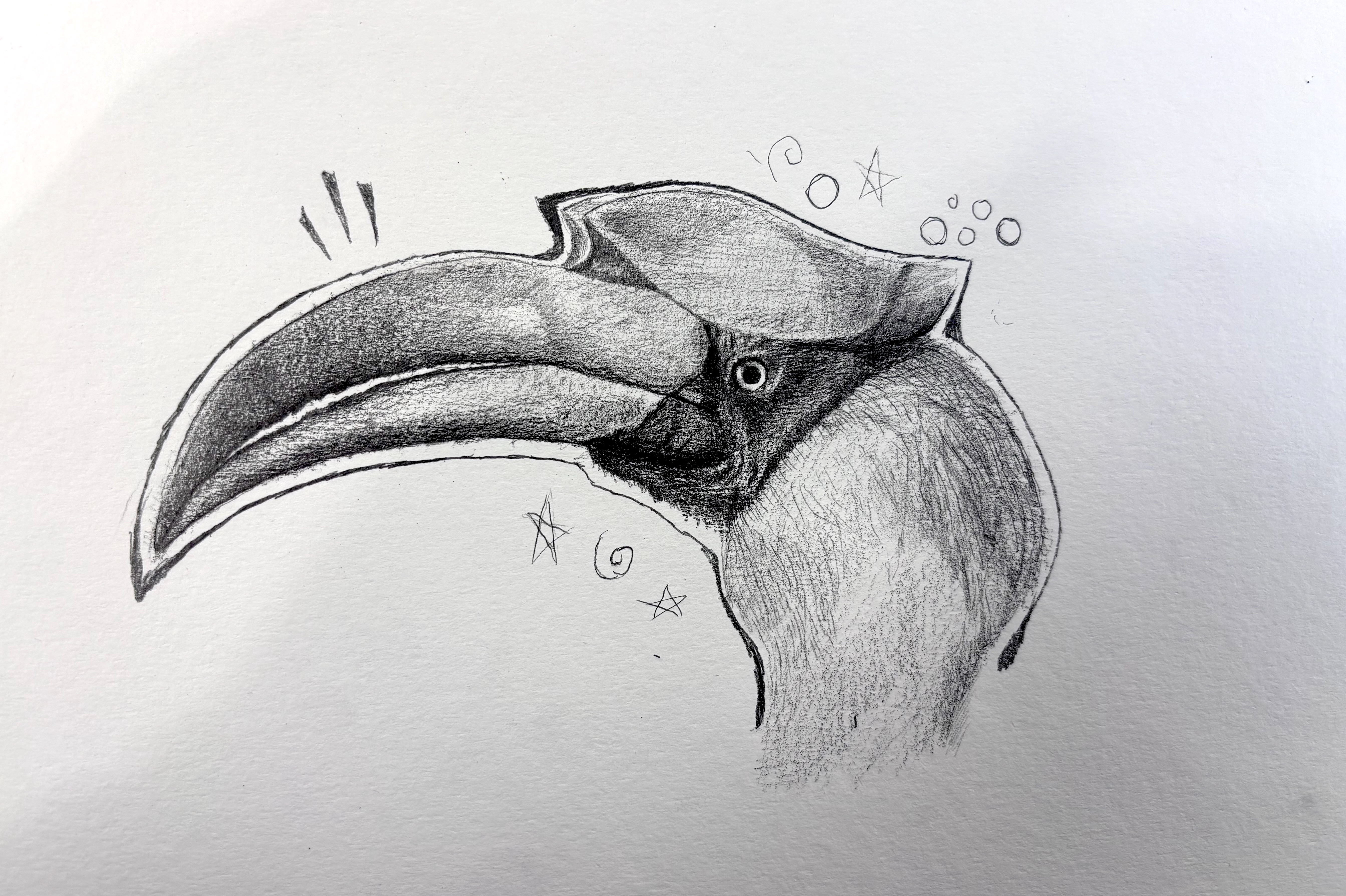 Hornbill Study: a graphite drawing demonstrating careful observation and controlled rendering of feathers, skin, eye, and beak textures.