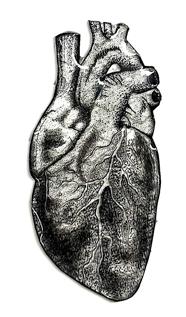 Human Heart Shrinky Dink: a Micron pen illustration created on shrink plastic as an experiment in material and imaginative design.