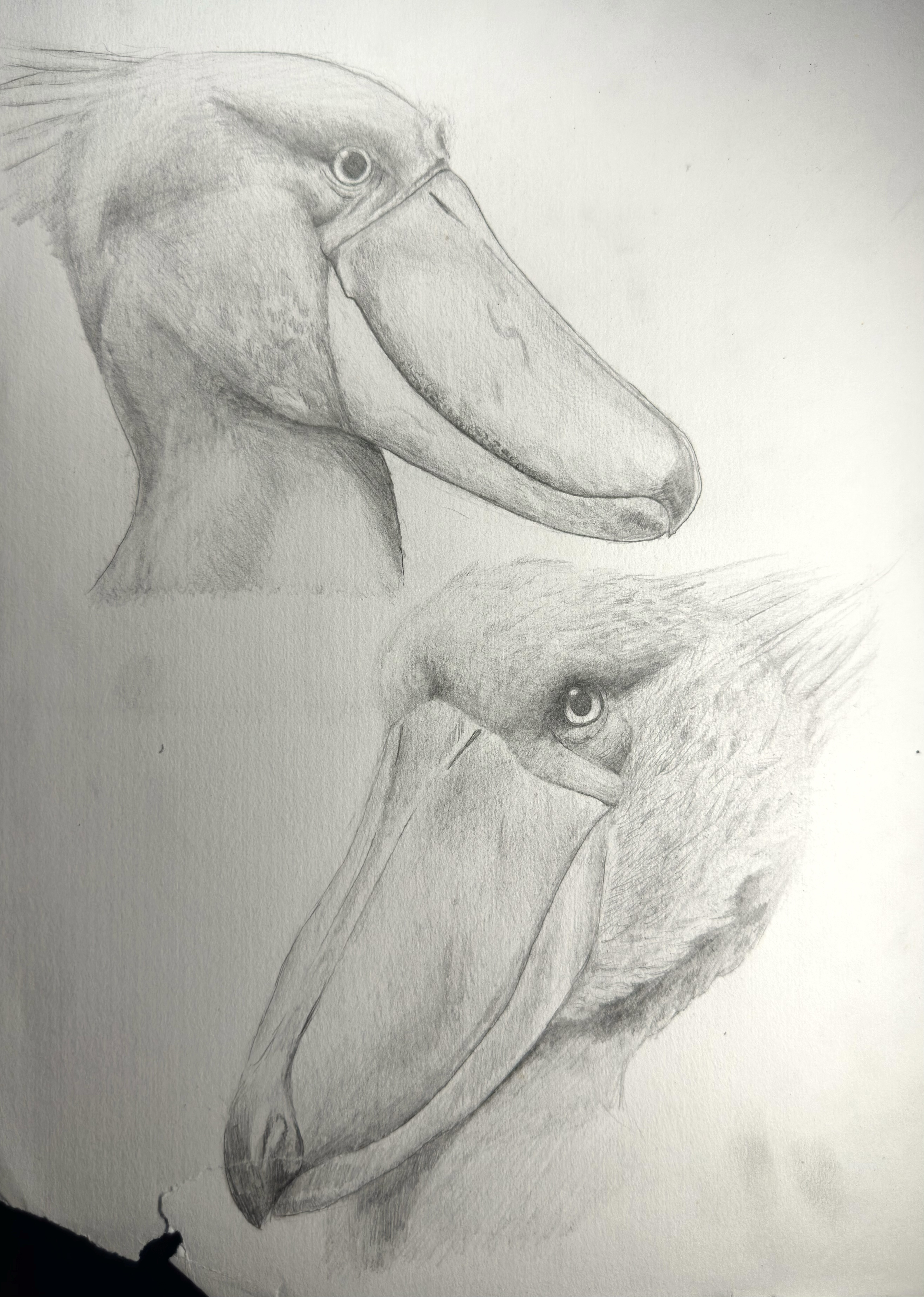 Shoebill Study: a graphite drawing demonstrating close observation, layered feather texture, and accurate rendering from photo references.