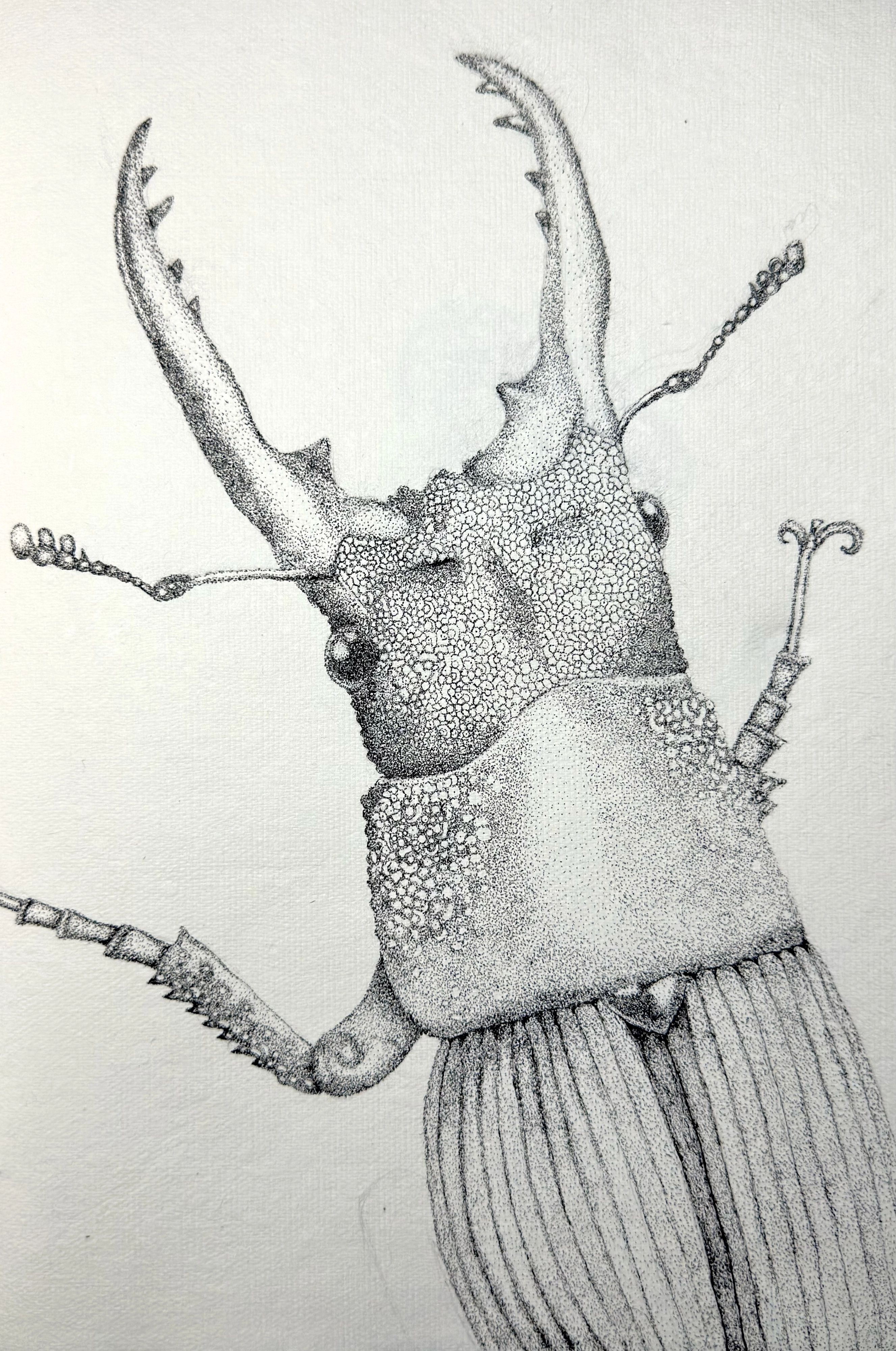 Stag Beetle Study: a black-and-white fineliner drawing of a stag beetle viewed close up, with large curved mandibles, segmented antennae, a densely textured head and thorax, and ribbed wing covers on light handmade paper.